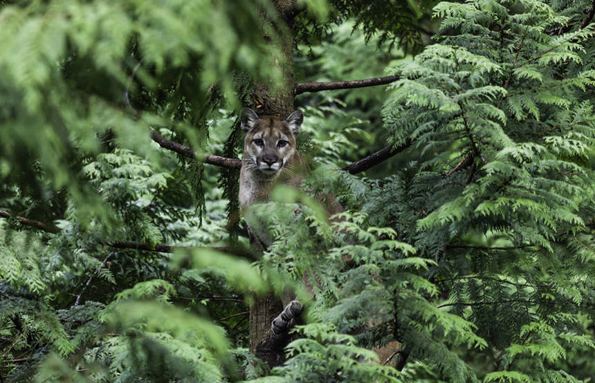 Puma rainforest shop