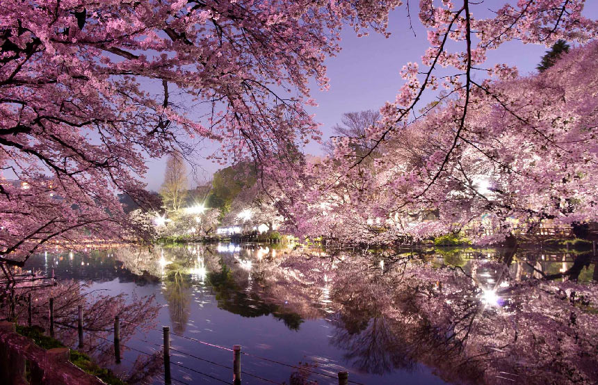 Sakura History - Japan National Tourism Organization