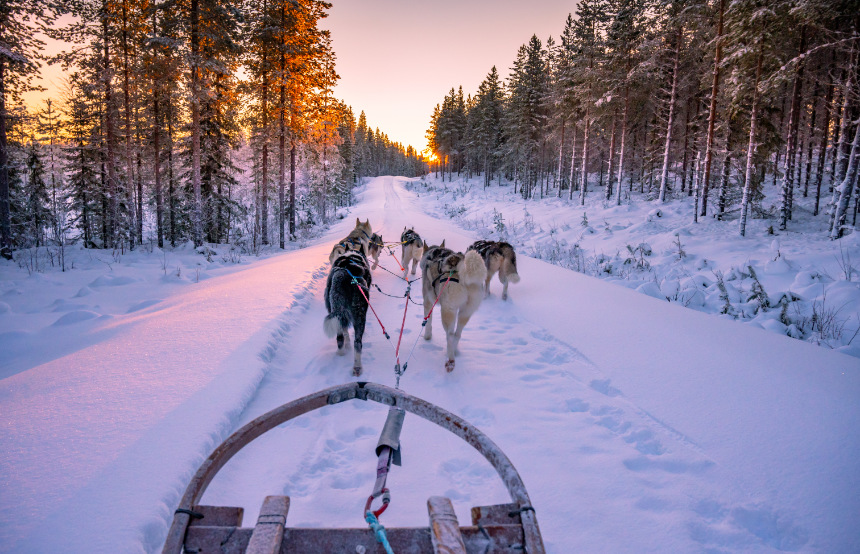 GO outdoors - Dog Sledding Sweden