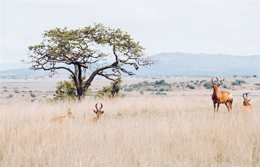 African safari: 8 best national parks to view wildlife