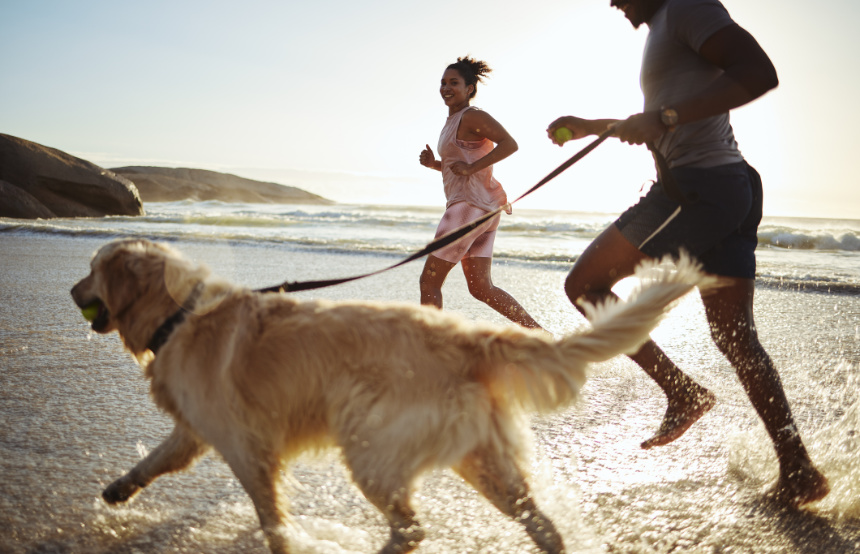 Best holidays cheap with dogs