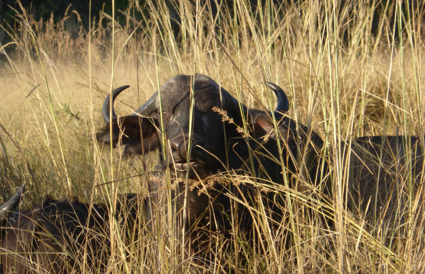 A Dream Day in the Okavango Delta