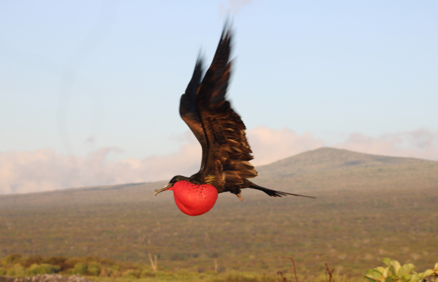 Research Report: Henrietta’s Trip to Ecuador and the Galapagos