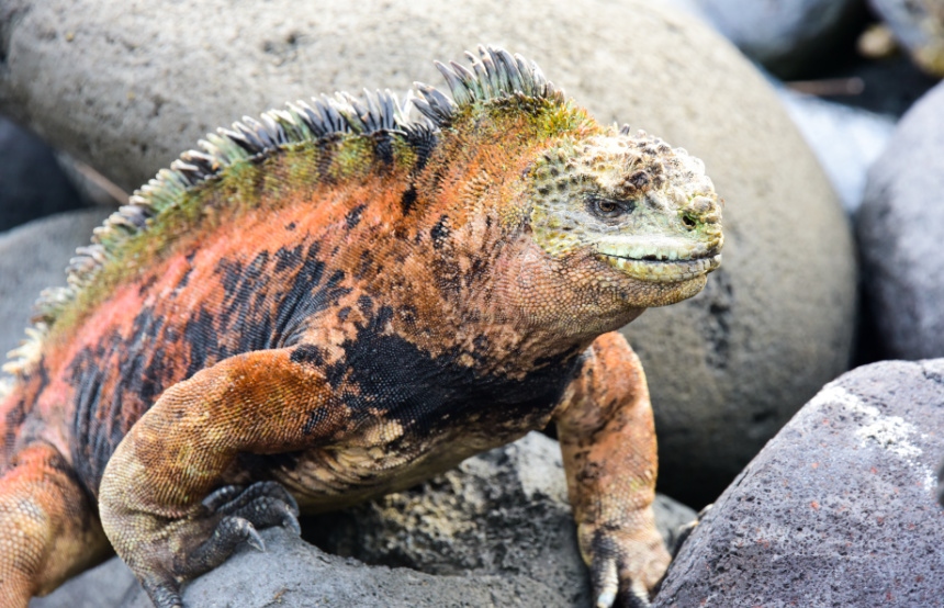 Top Five Marine Iguana Facts