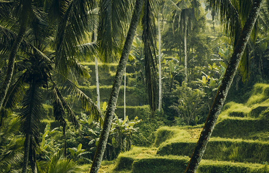 24 Hours in Ubud