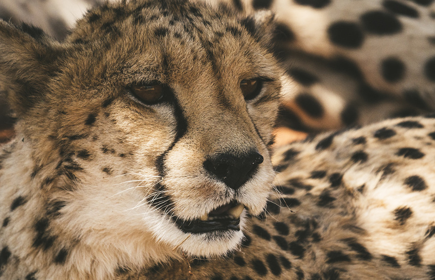 Top Eight Cheetah Facts