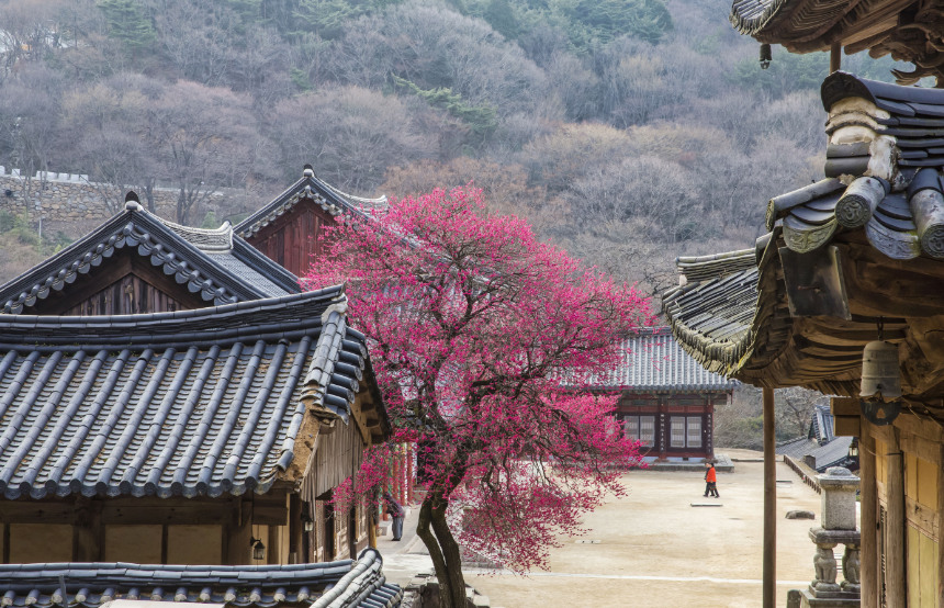 Our Guide to Spring in South Korea