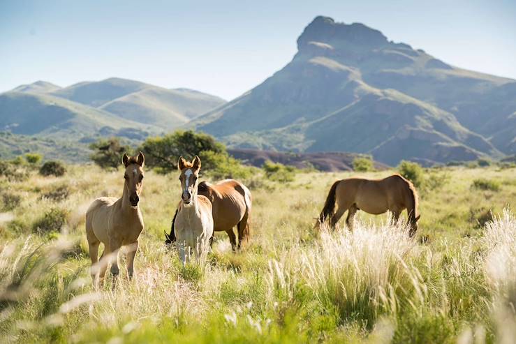 Horses - Argentina © Droits reservés