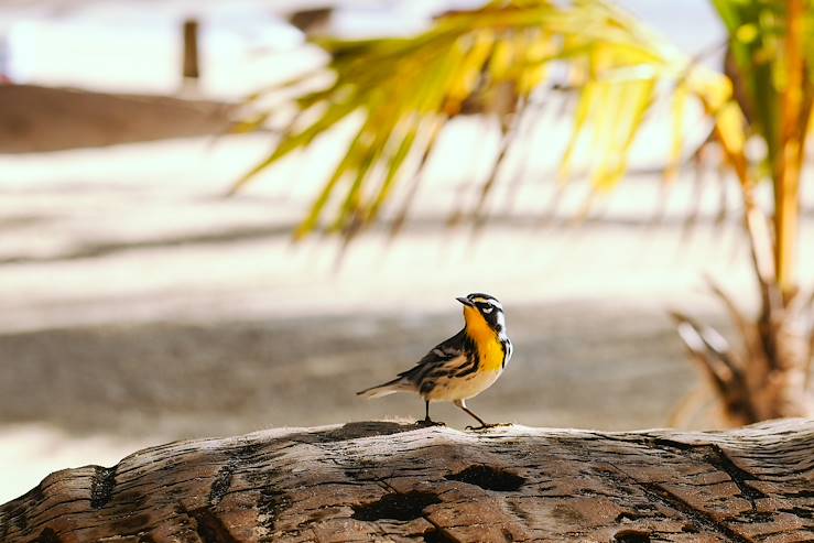 Bird on a branch © Matachica Beach Resort