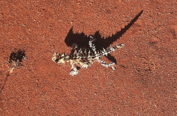 Thorny devil - Australia © Droits reservés