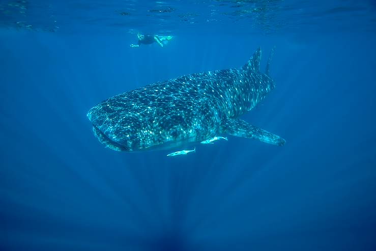 Diving with whale and white sharks - Australia © Droits reservés