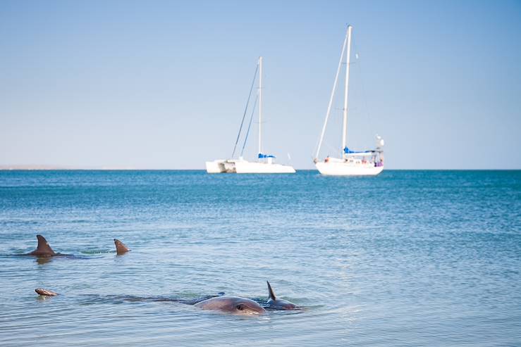 Dolphins - Australia © Droits reservés