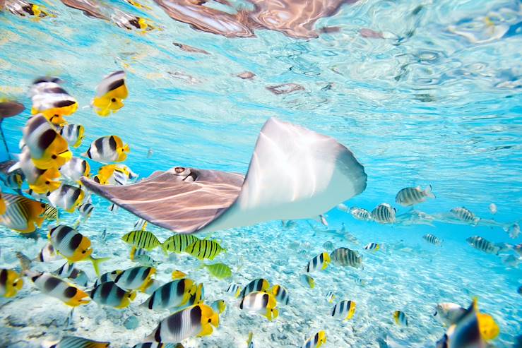 Manta ray and fishes - Australia © Alexander Shalamov/BlueOrange Studio/stock.adobe.com