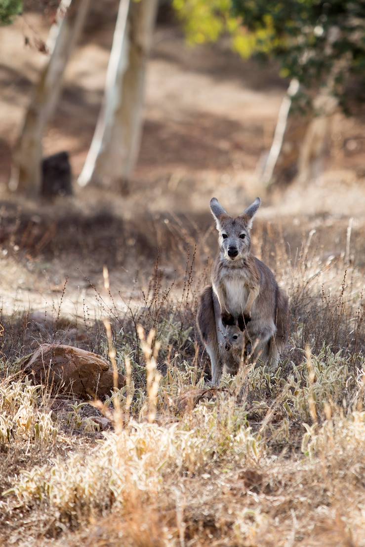 Kangaroos - Australia © Droits reservés