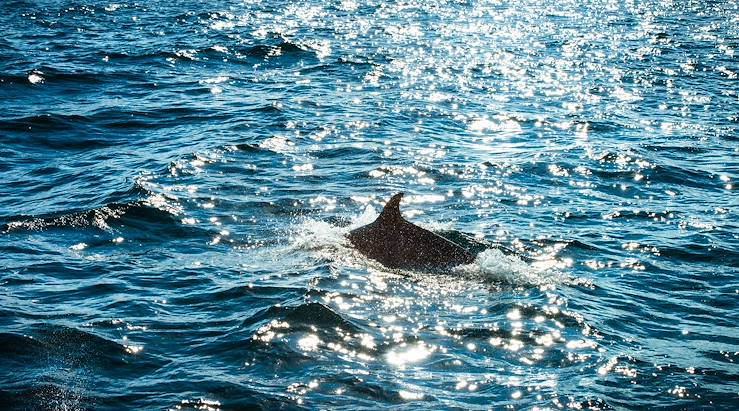 Dolphins © George Clerk/Getty Images/iStockphoto