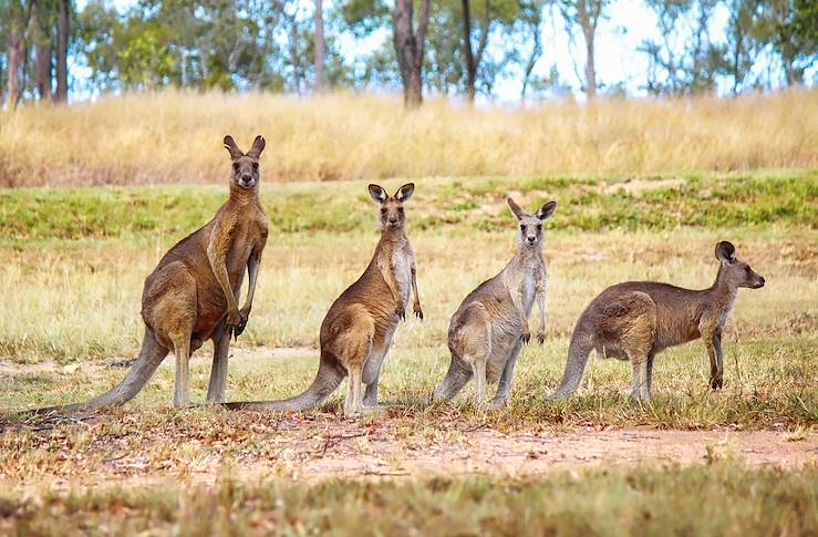 Kangaroos - Australia © miwa/stock.adobe.com