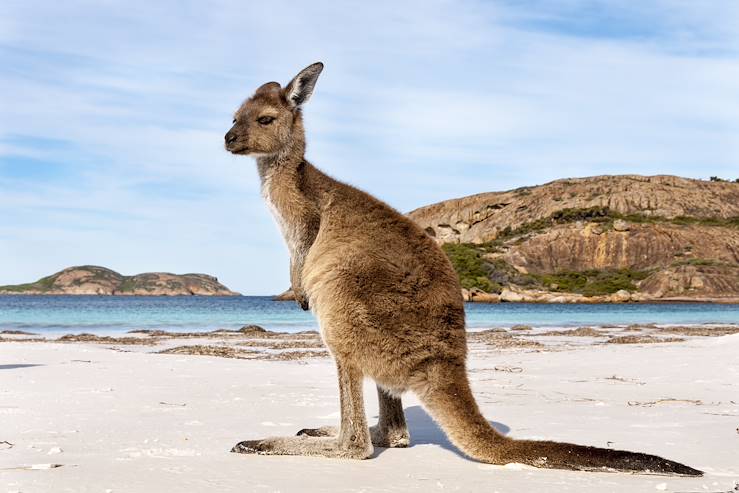 Kangaroo - Australia © francoschettini / stock.adobe.com