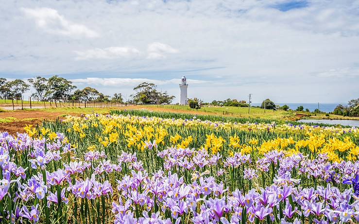 Flowers field - Australia © Thomas Jastram/stock.adobe.com