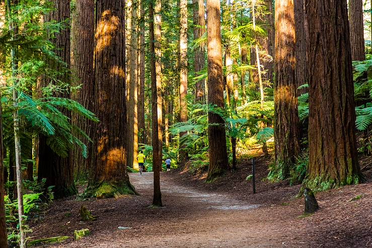 Forest - Australia © Droits reservés