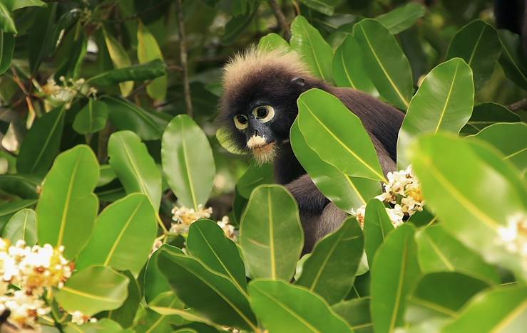 Monkey © Donyanedomam/Getty Images/iStockphoto