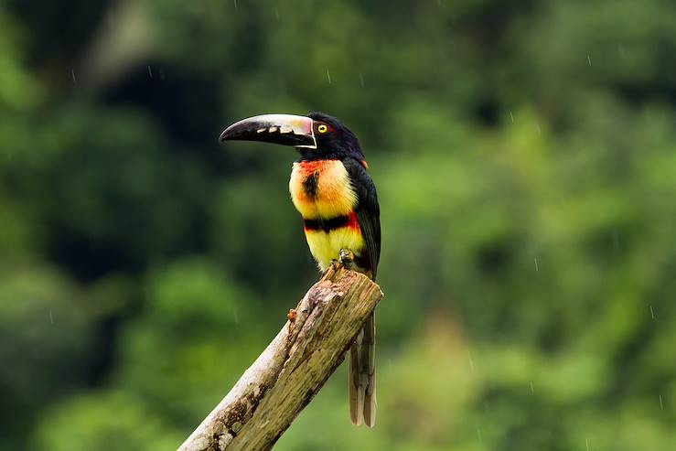 Bird in Belize © wollertz/Fotolia