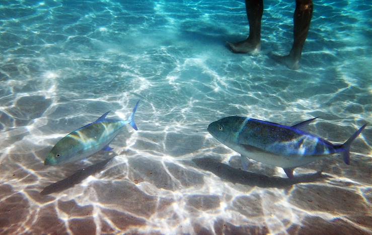 Fishs in the sea © LifeofRileyDesign/Getty Images/iStockphoto