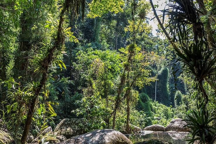 Jungle in Brazil © Edson Grandisoli/Getty Images/iStockphoto