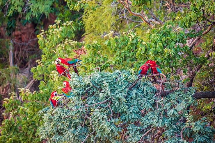 Parrots in a tree - Brazil © Droits reservés