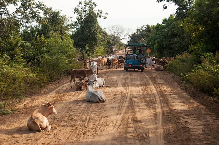 Cows herd on a road - Brazil © Hugo Brizard/stock.adobe.com