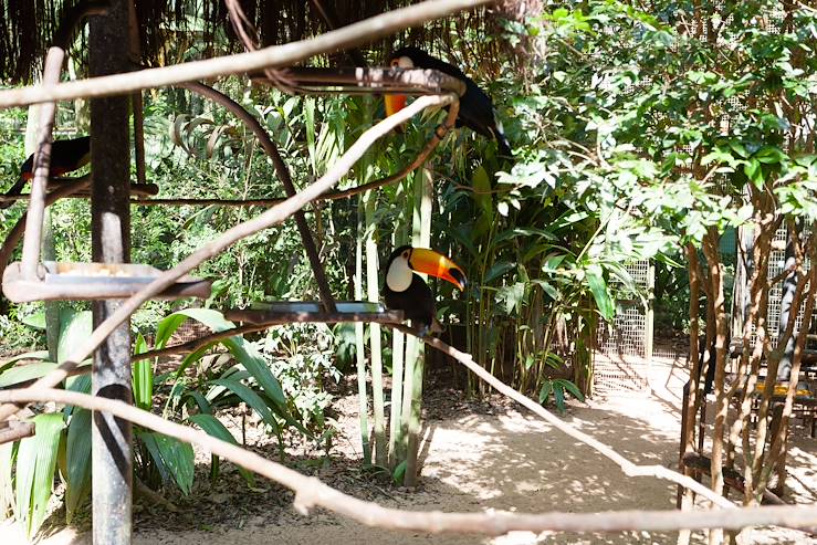 Tucan - Brazil © Elleon/Getty Images/iStockphoto