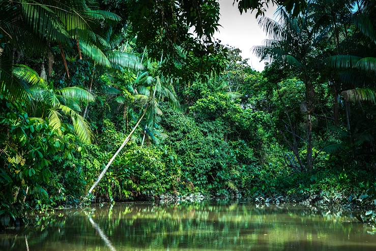 Forest - Brazil © Droits reservés