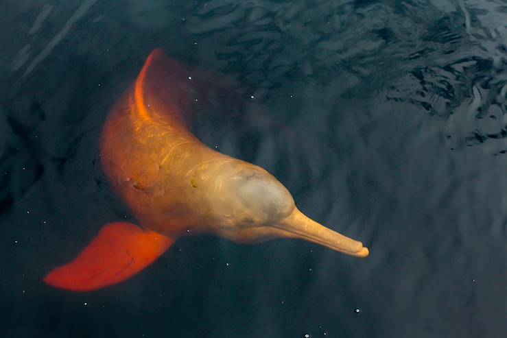 Dolphins - Brazil © Droits reservés