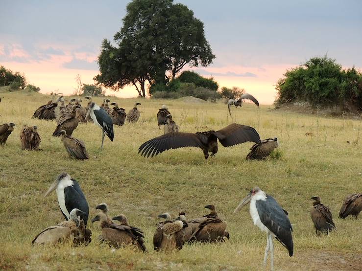 Chobe National Park  - Botswana © Anja Piranja/Fotolia