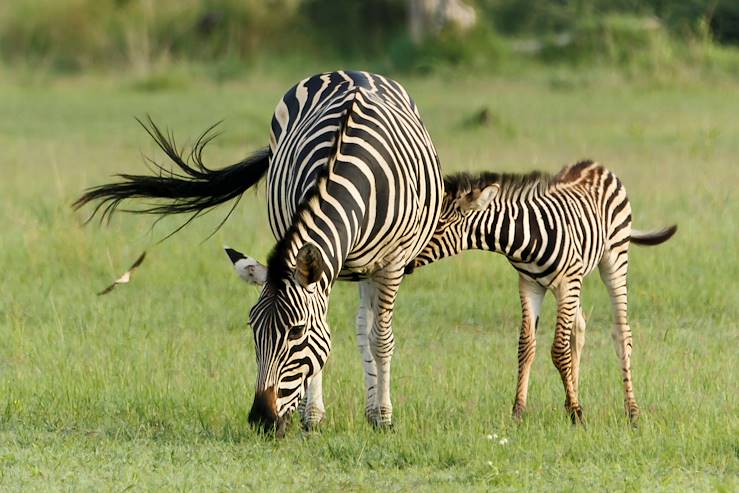 Zebras in Botswana © Nadine Haase/Fotolia