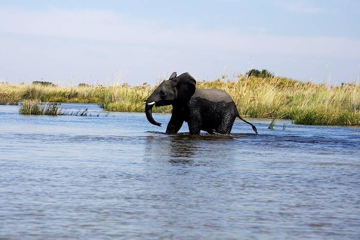 Elephant - Camp Okavango - Botswana © Camp Okavango/Desert & Delta Safaris