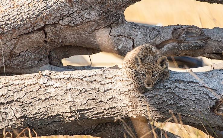 Pom Pom Camp - Under one Botswana Sky - Okavango - Botswana © Droits reservés