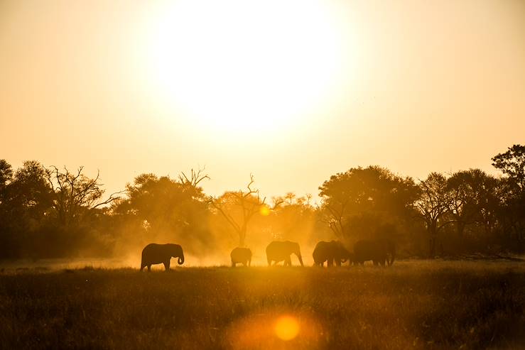 Elephants - Machaba Camps - Khwai - Botswana © Machaba Camps