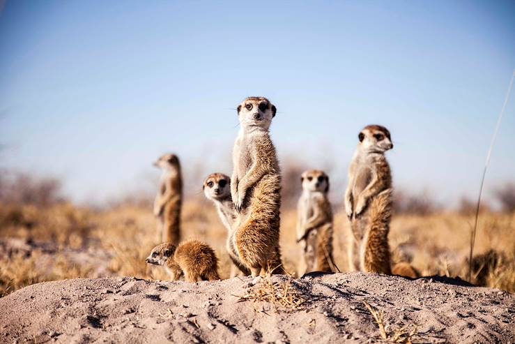 Meerkat - Botswana © Droits reservés