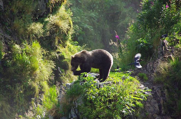 Bear in the Yukon - Canada © Augustin Vuillard