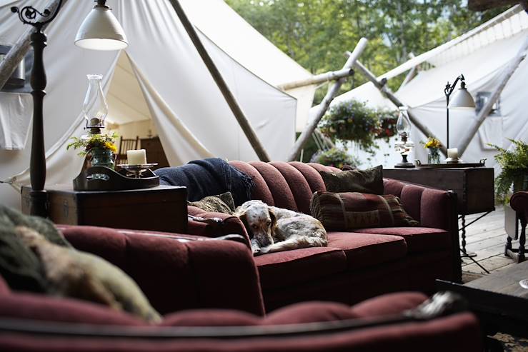 Dog in a sofa - British Columbia - Canada © Ryan McVay/Getty Images