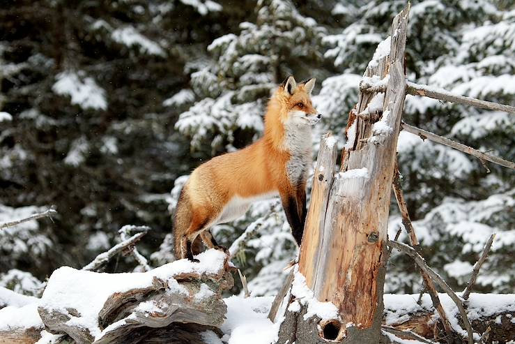 Fox in the snow - Canada © Droits reservés