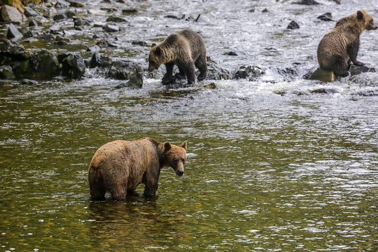 Bears in a river - Canada © Droits reservés