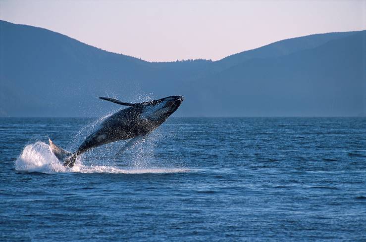 Whale in Vancouver Island - Canada © Colommbie britanique/OT