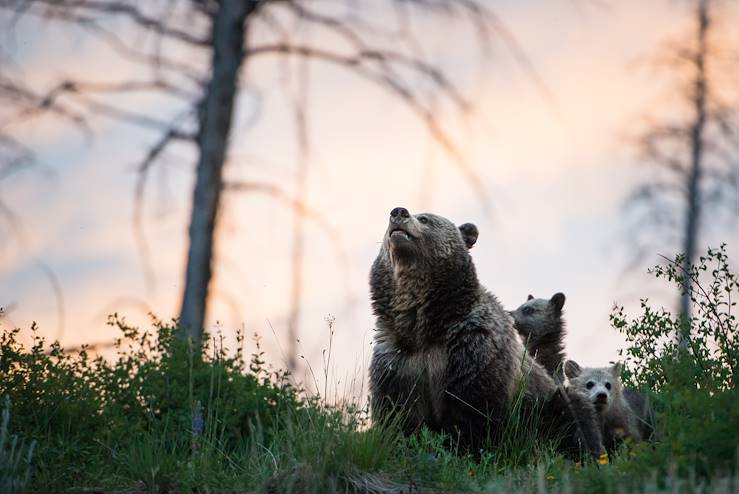 Bears - Canada © Jillian/stock.adobe.com