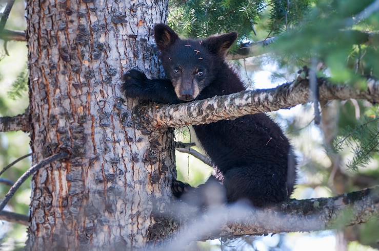 Bear cub - Canada © Droits reservés