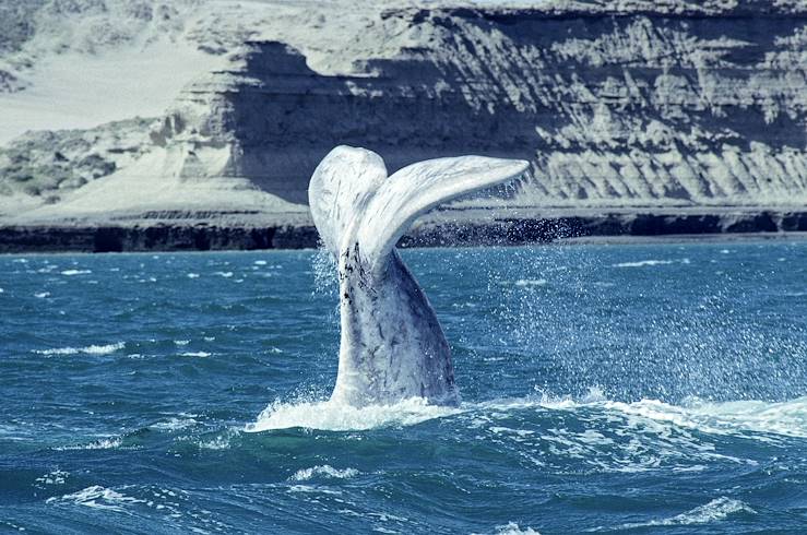 Whale in Antarctica © David Jallaud/stock.adobe.com