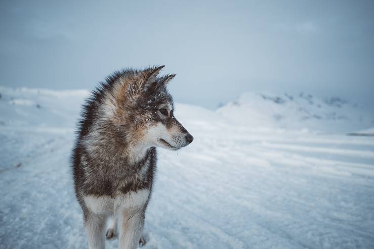 Portrait of a sled dog - Tiniteqilaaq - Greenland © Droits reservés