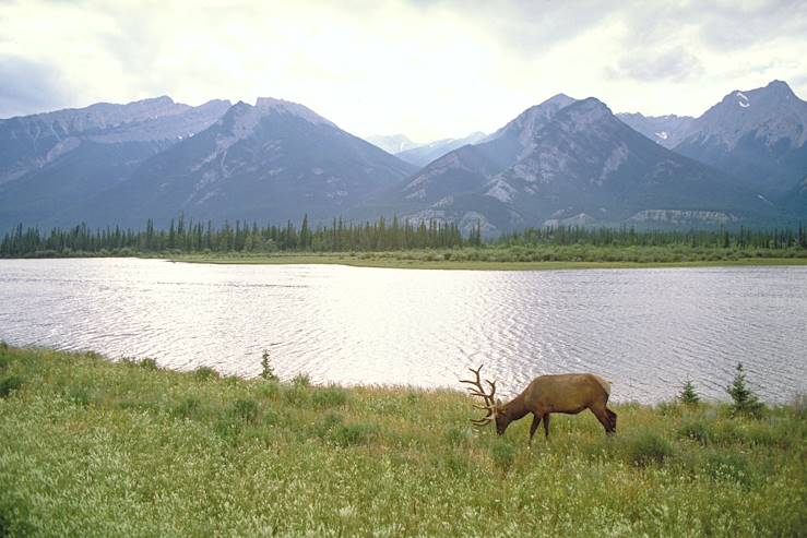 Jasper National Park - Alberta - Canada © Droits reservés