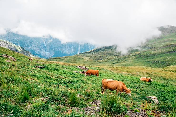 Cows - Saint Moritz - Switzerland © Droits reservés