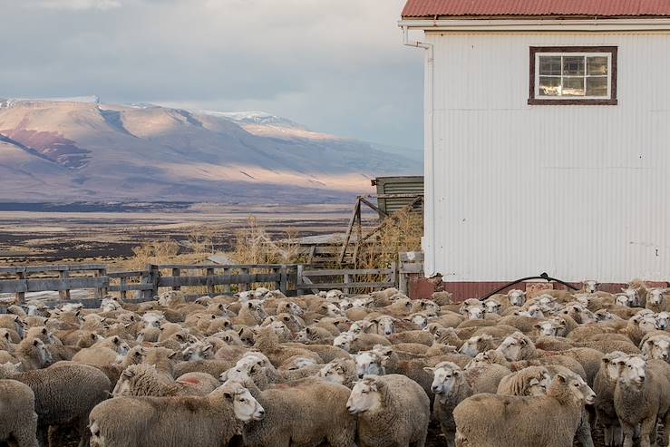 Sheep herd - Torres del Paine National Park - Patagonia - Chile © Alix Pardo